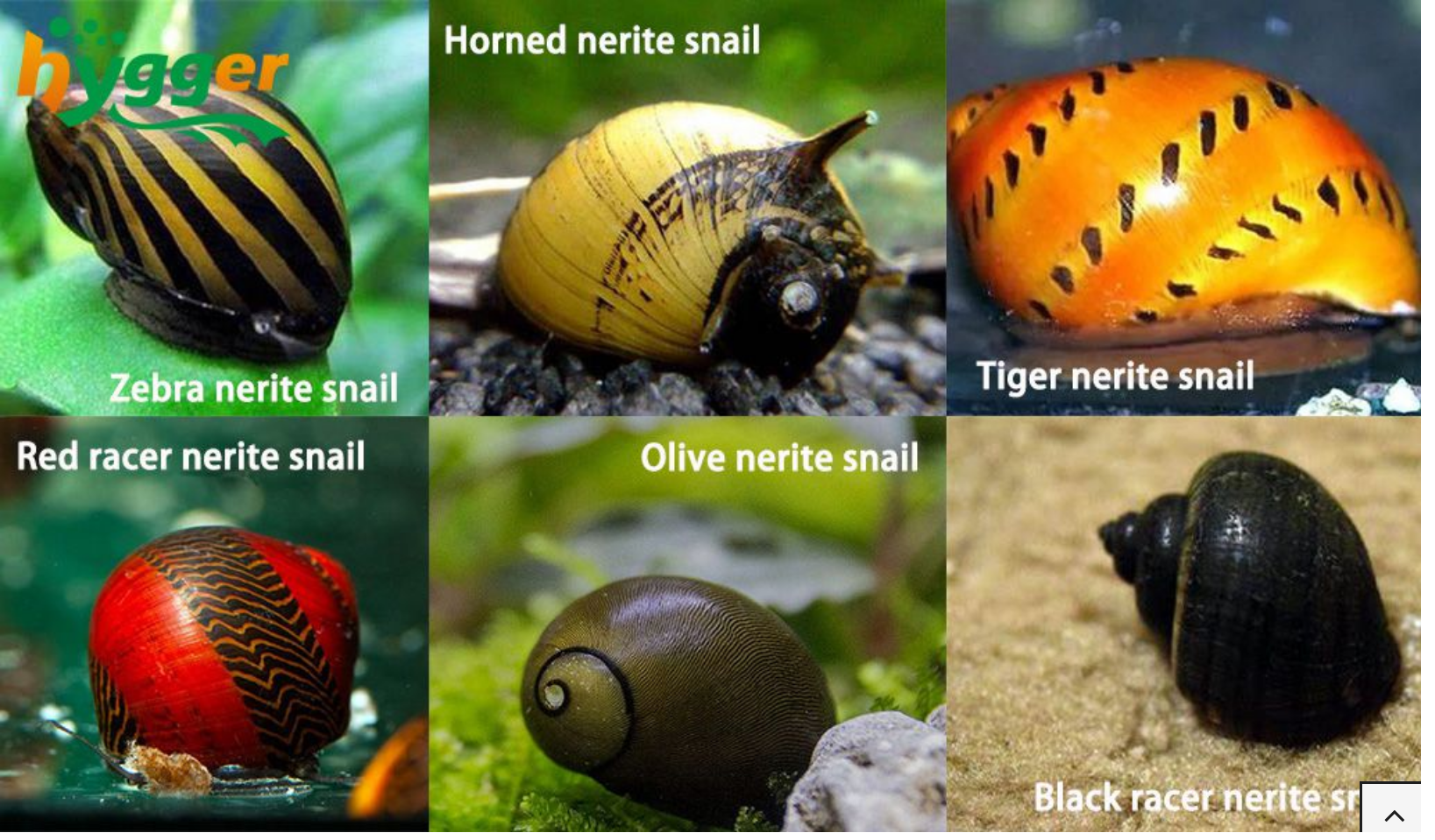 Nerite Snails Your Guide To Lifespan Care And Reproduction Snailpedia